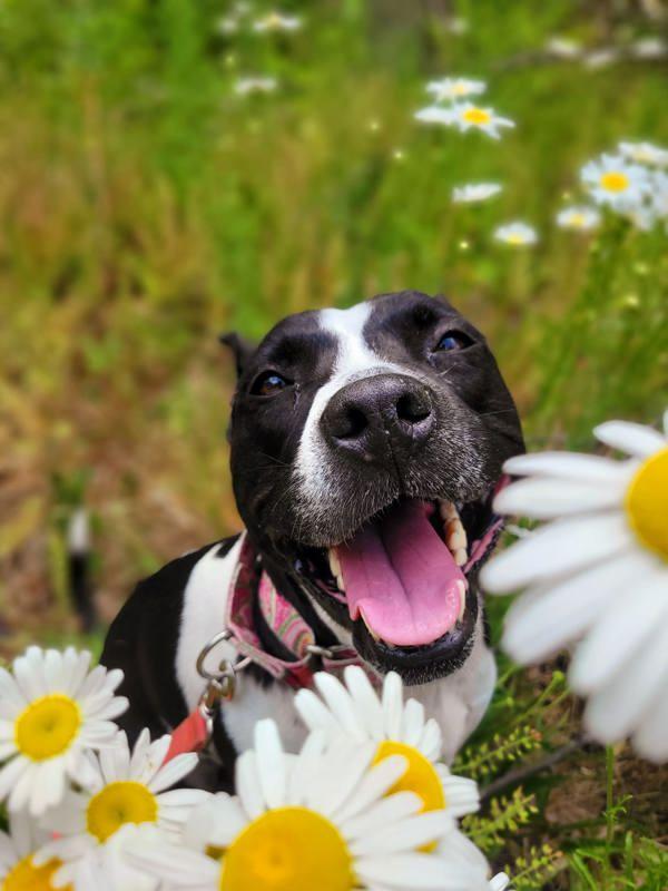 Hannah, a Adoptable mixed breed in Oakland, NJ image 4/6
