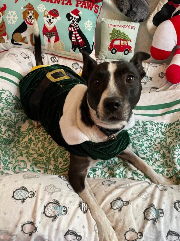 Enlarge Hannah, a Adoptable mixed breed in Oakland, NJ image 3/6