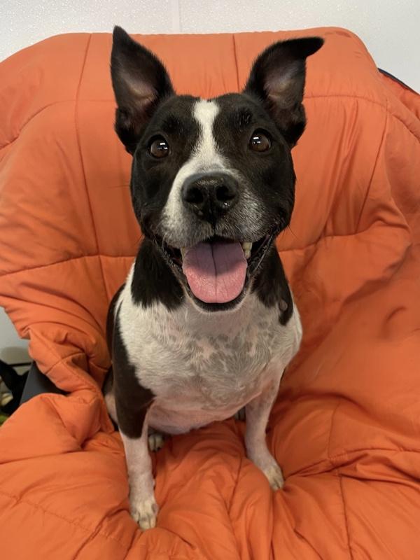 Enlarge Hannah, a Adoptable mixed breed in Oakland, NJ image 5/6