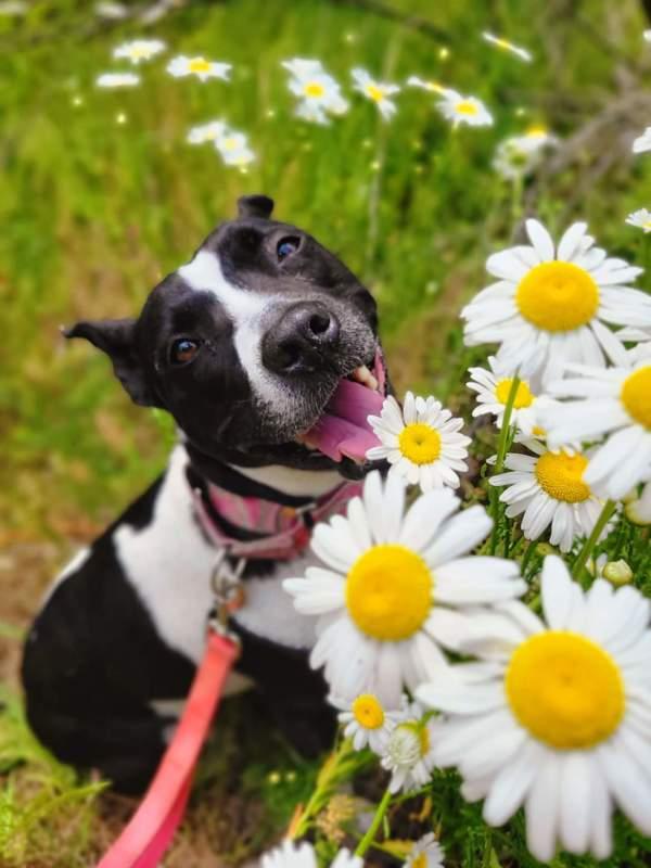 Hannah, a Adoptable mixed breed in Oakland, NJ image 5/6