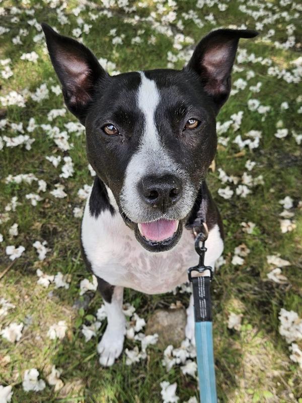 Hannah, a Adoptable mixed breed in Oakland, NJ image 6/6