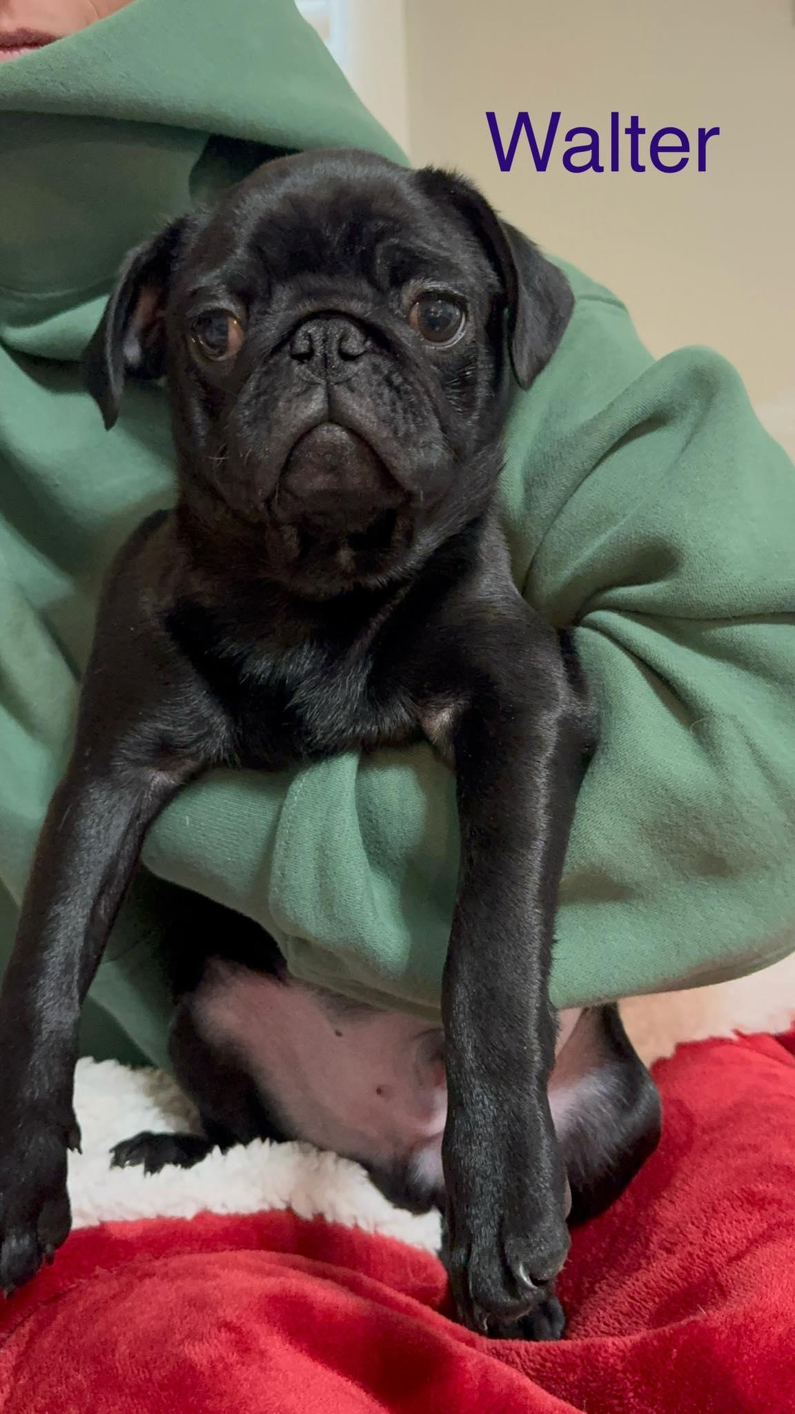 Enlarge Walter, an adopted Pug in Marlton, NJ image 1/1