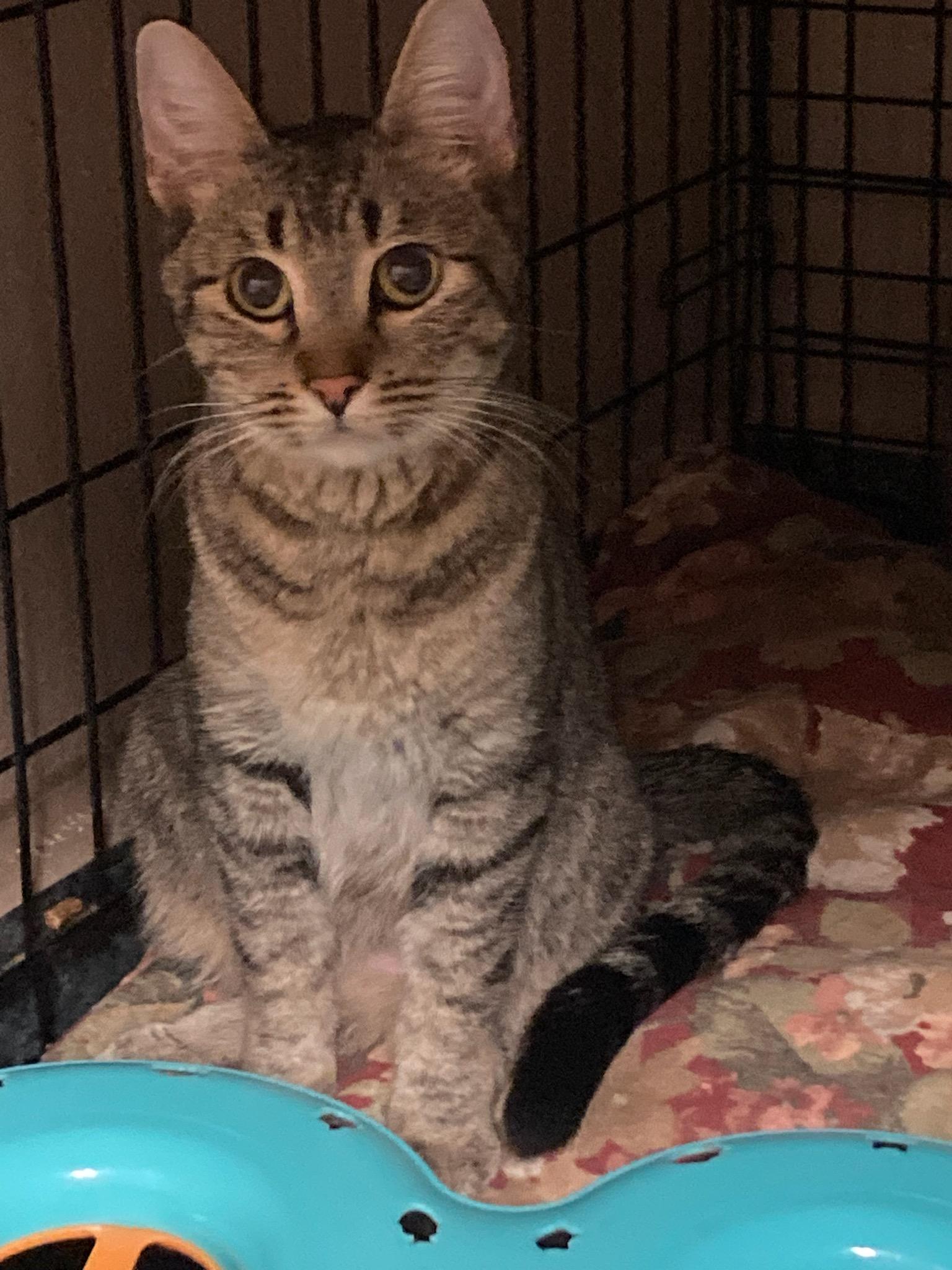 F-Asiago, Adoptable, Adult Female Tabby.