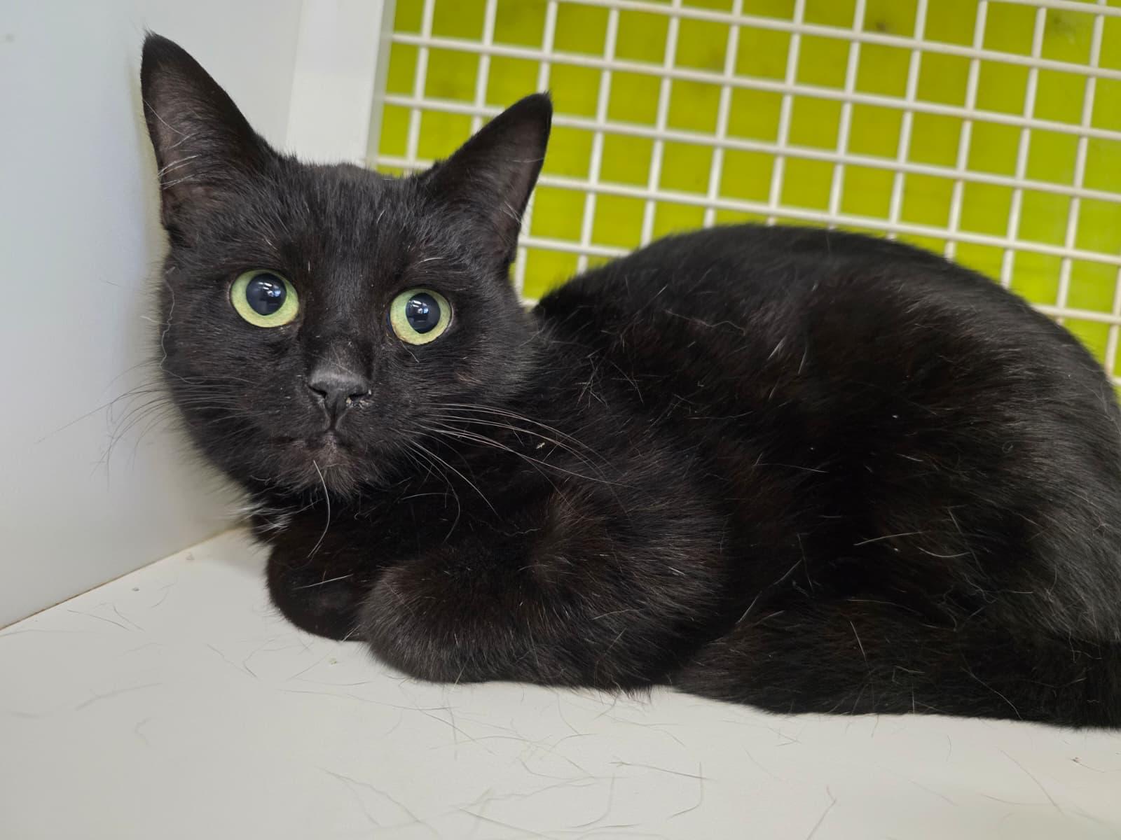 Enlarge Inky, an adopted Domestic Short Hair in Nottingham, MD image 2/4