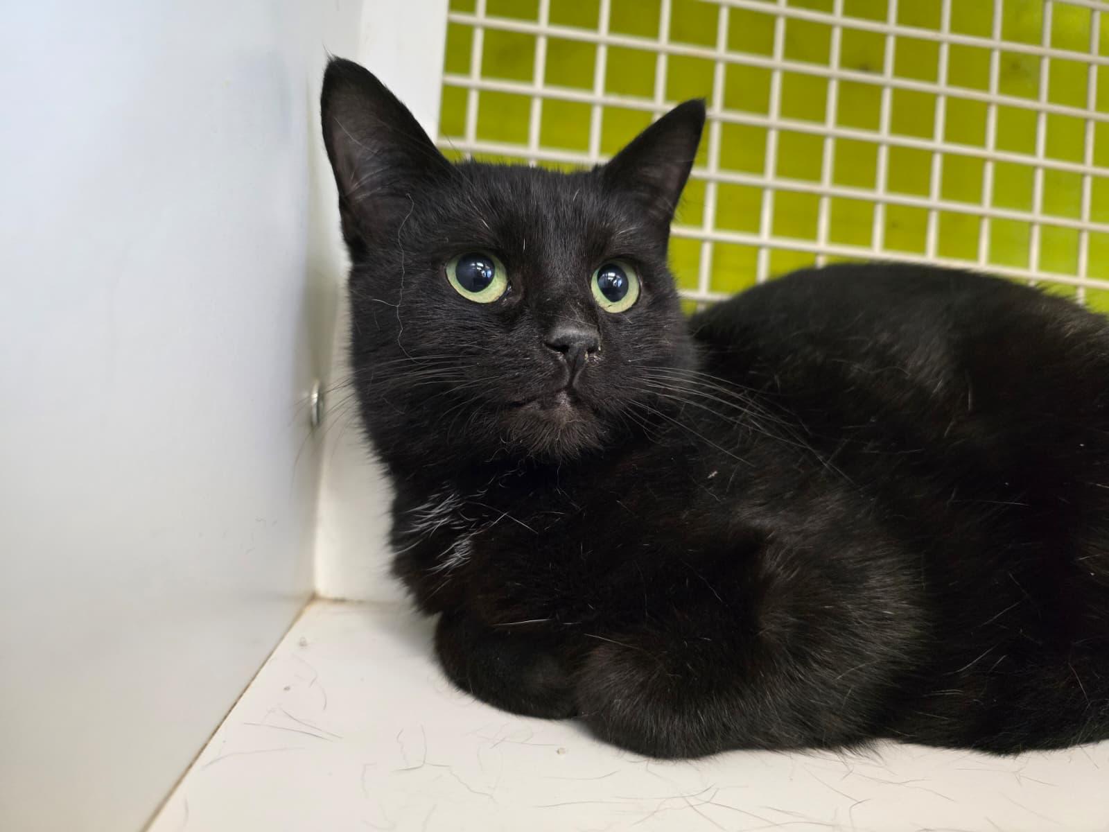 Enlarge Inky, an adopted Domestic Short Hair in Nottingham, MD image 4/4