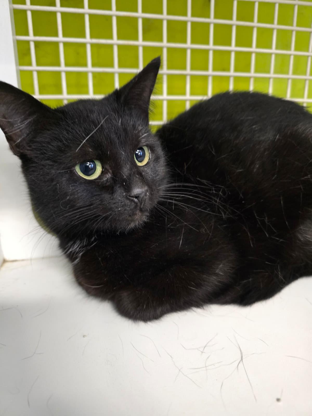 Inky, adopted, Young Female Domestic Short Hair.