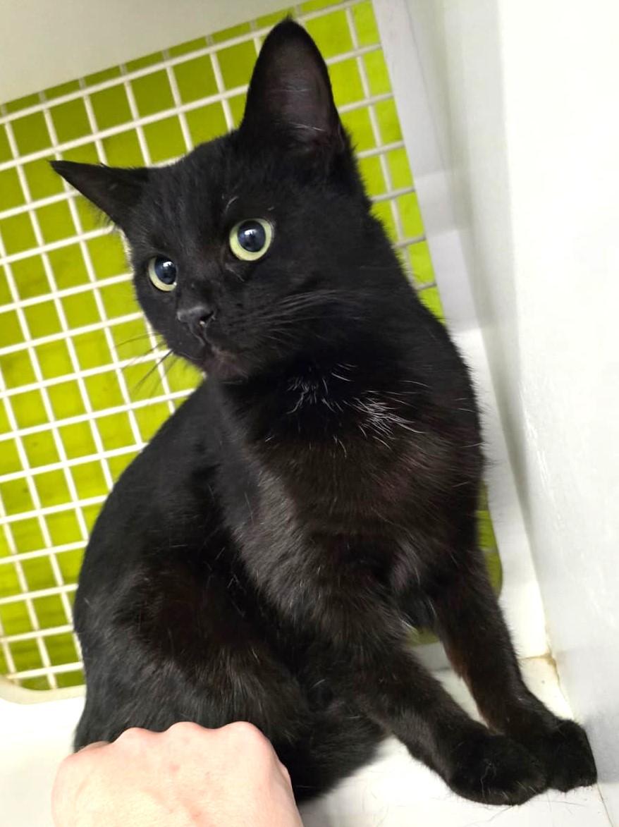 Enlarge Inky, an adopted Domestic Short Hair in Nottingham, MD image 3/4