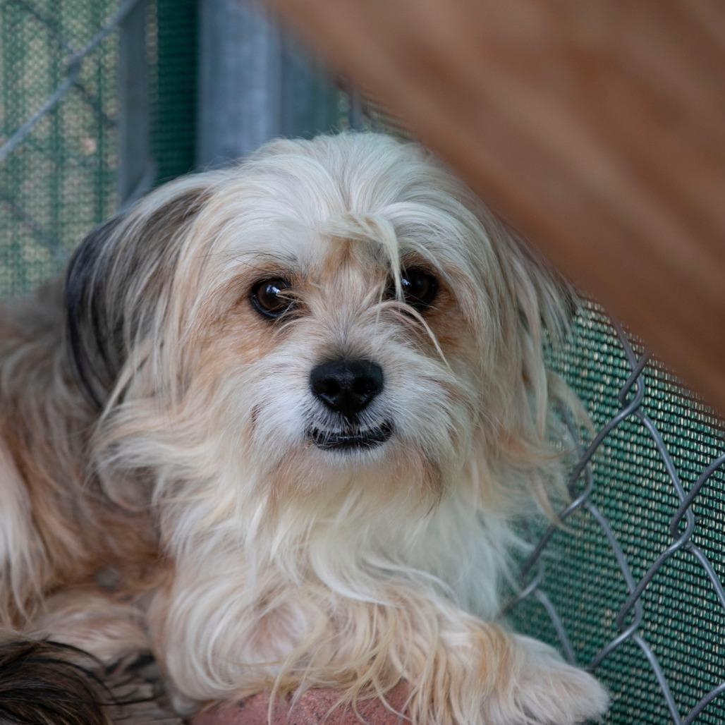 Enlarge Freddy (D25-03), a Adoptable mixed breed in Peyton, CO image 1/5