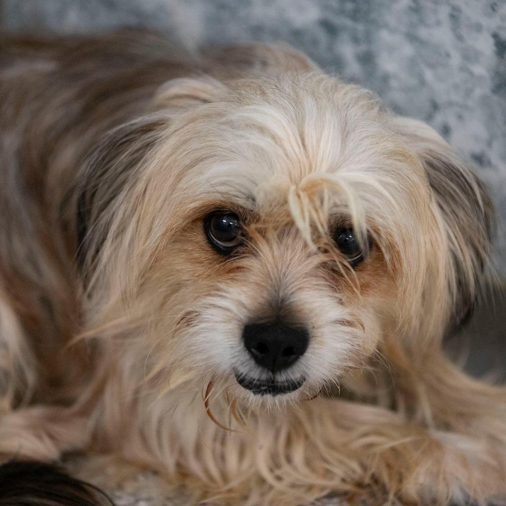 Enlarge Freddy (D25-03), a Adoptable mixed breed in Peyton, CO image 3/5