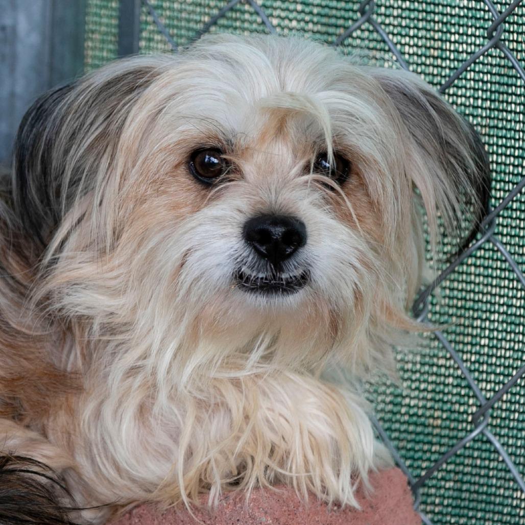 Enlarge Freddy (D25-03), a Adoptable mixed breed in Peyton, CO image 4/5