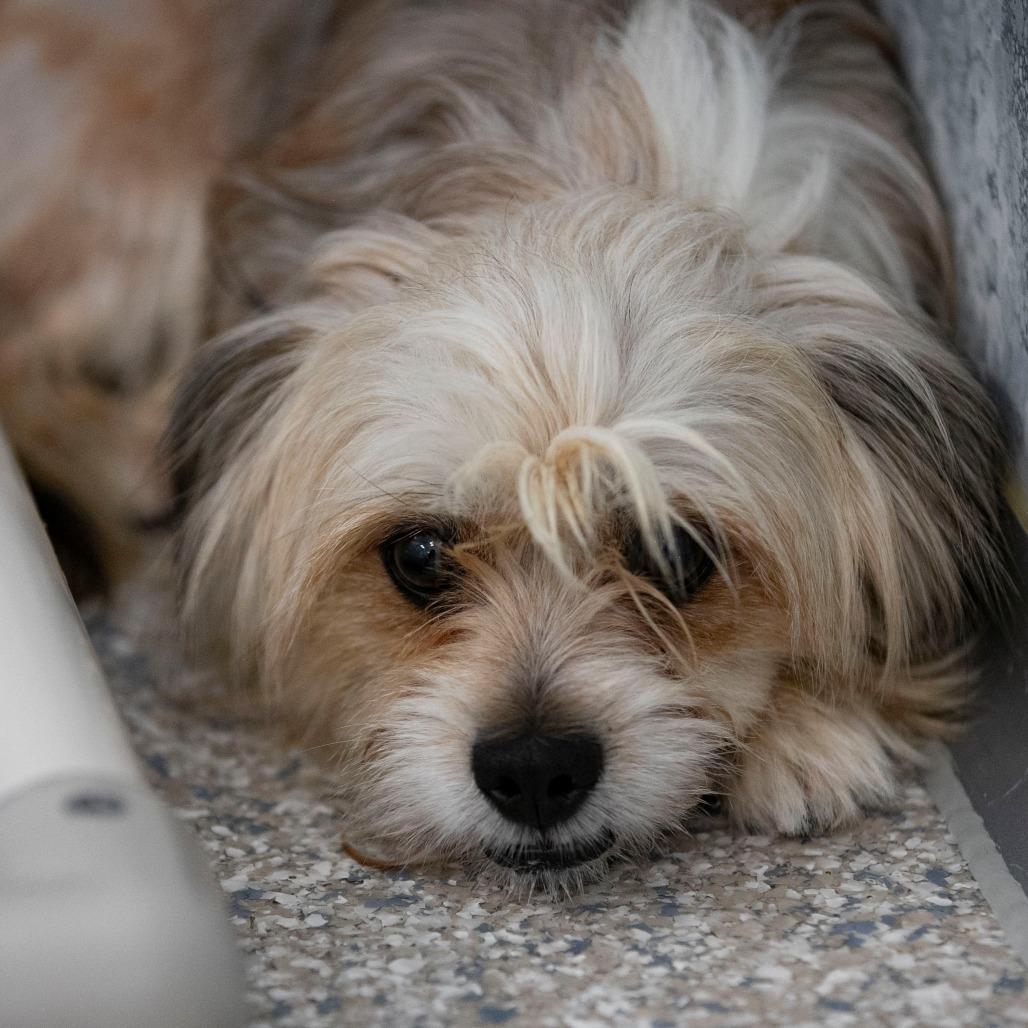 Enlarge Freddy (D25-03), a Adoptable mixed breed in Peyton, CO image 5/5