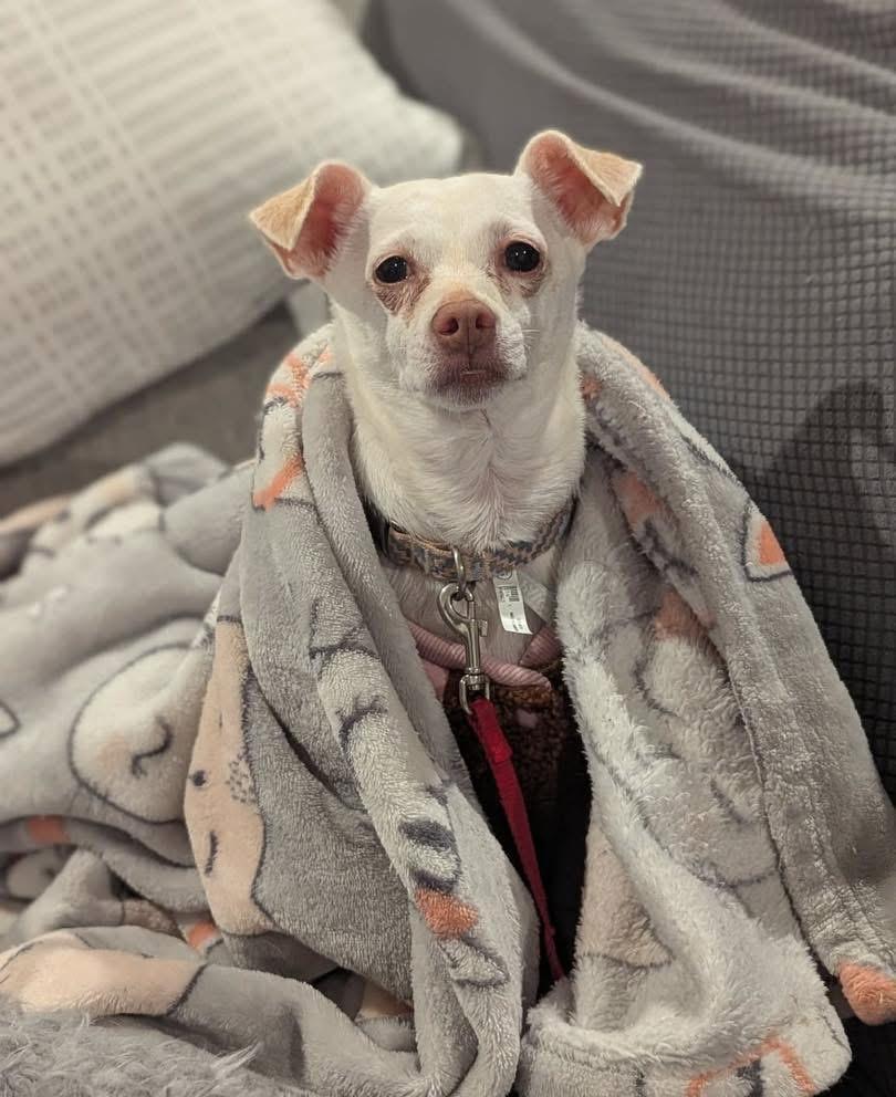 Lupe, Adoptable, Senior Female Chihuahua.