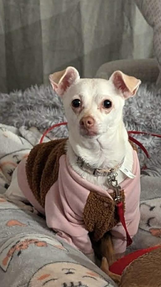 Enlarge Lupe, a Adoptable mixed breed in Richmond, KY image 2/4