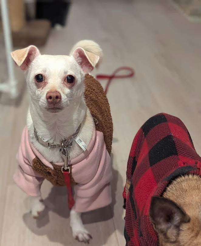 Enlarge Lupe, a Adoptable mixed breed in Richmond, KY image 3/4