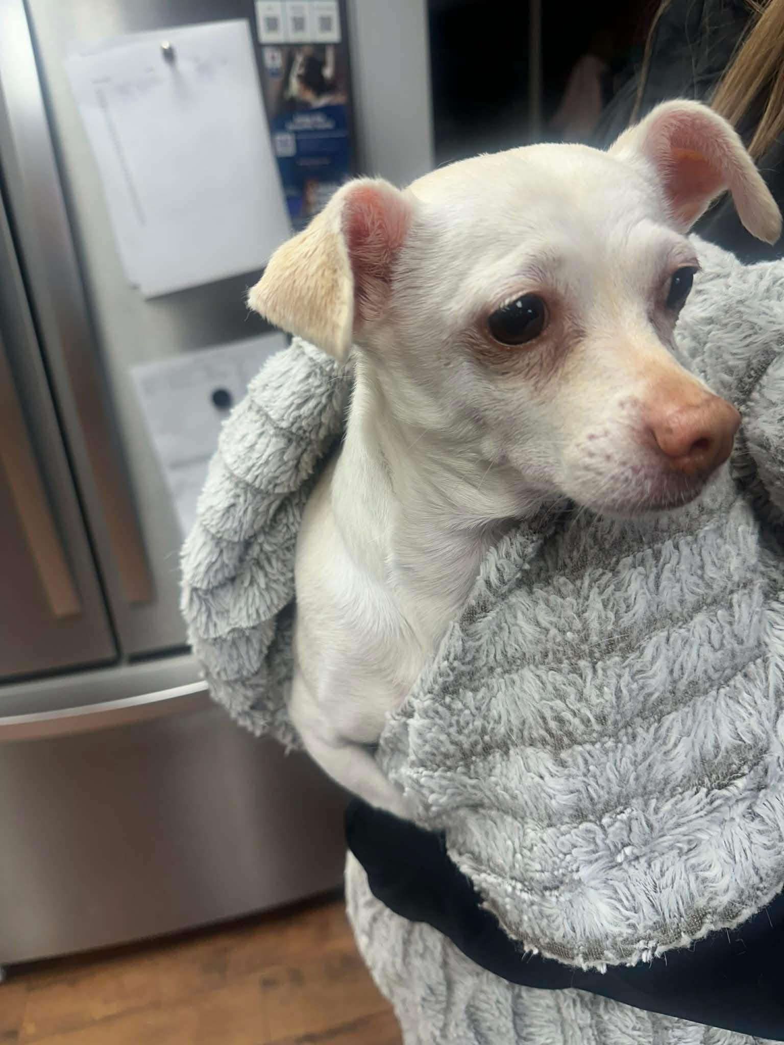 Enlarge Lupe, a Adoptable mixed breed in Richmond, KY image 4/4