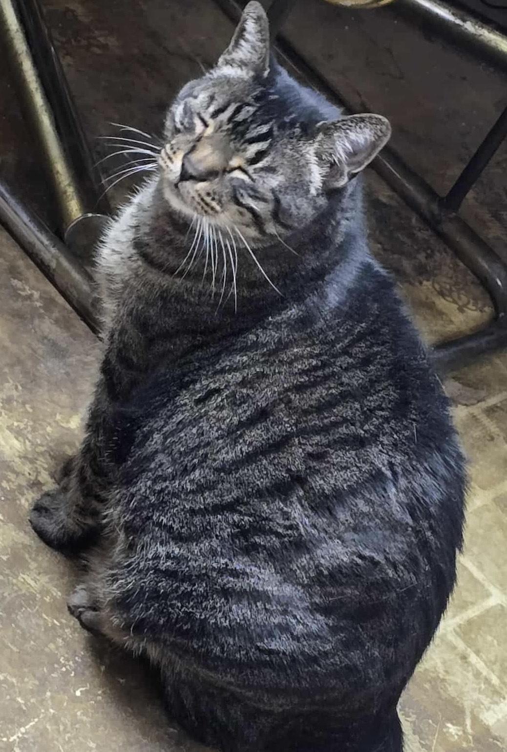 DaVinci, a Adoptable Domestic Short Hair in Price, UT image 1/2