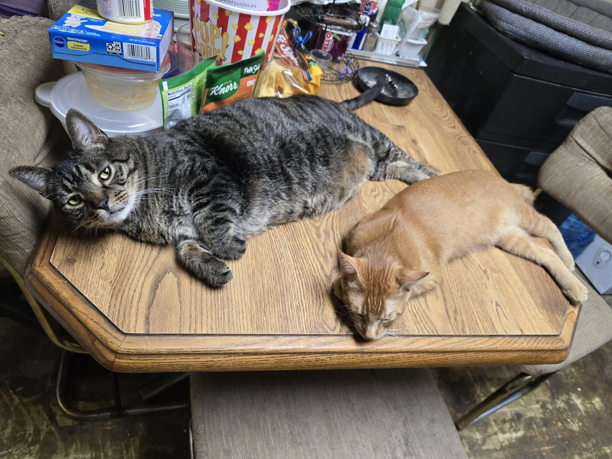 Enlarge DaVinci, an adopted Domestic Short Hair in Price, UT image 1/5