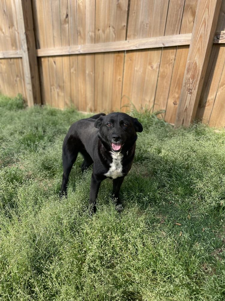 Juno, Adoptable, Adult Female Retriever.