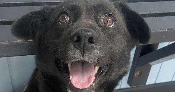 Enlarge Juno, a Adoptable mixed breed in Newnan, GA image 3/6
