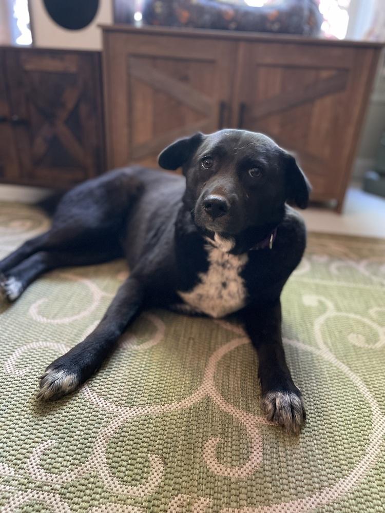 Enlarge Juno, a Adoptable mixed breed in Newnan, GA image 4/6