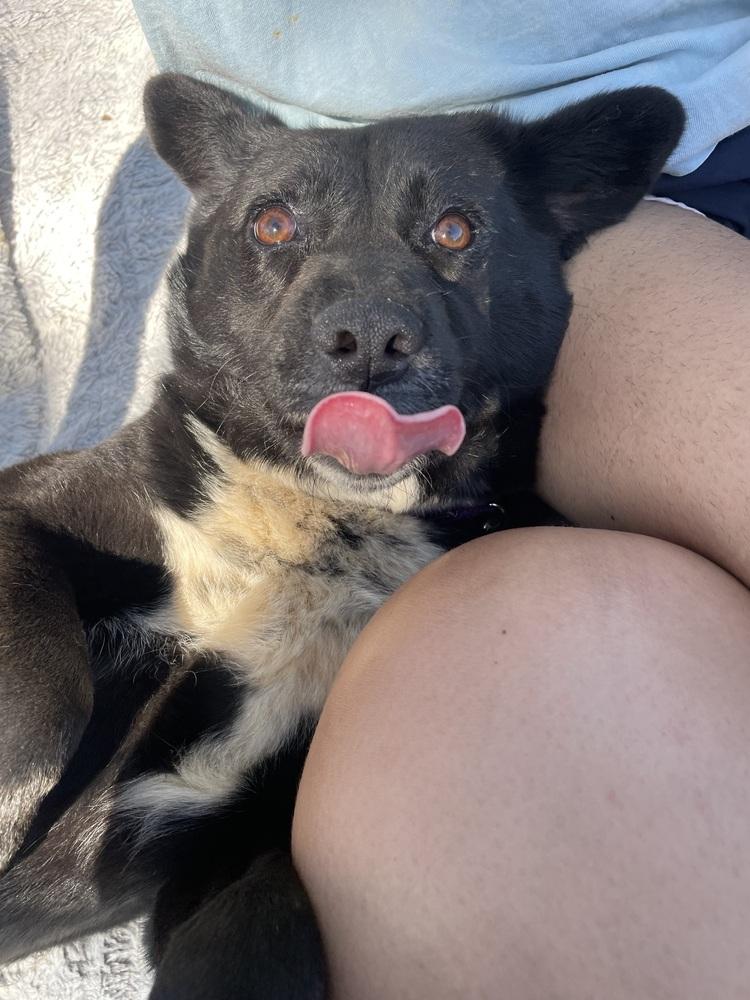 Enlarge Juno, a Adoptable mixed breed in Newnan, GA image 5/6