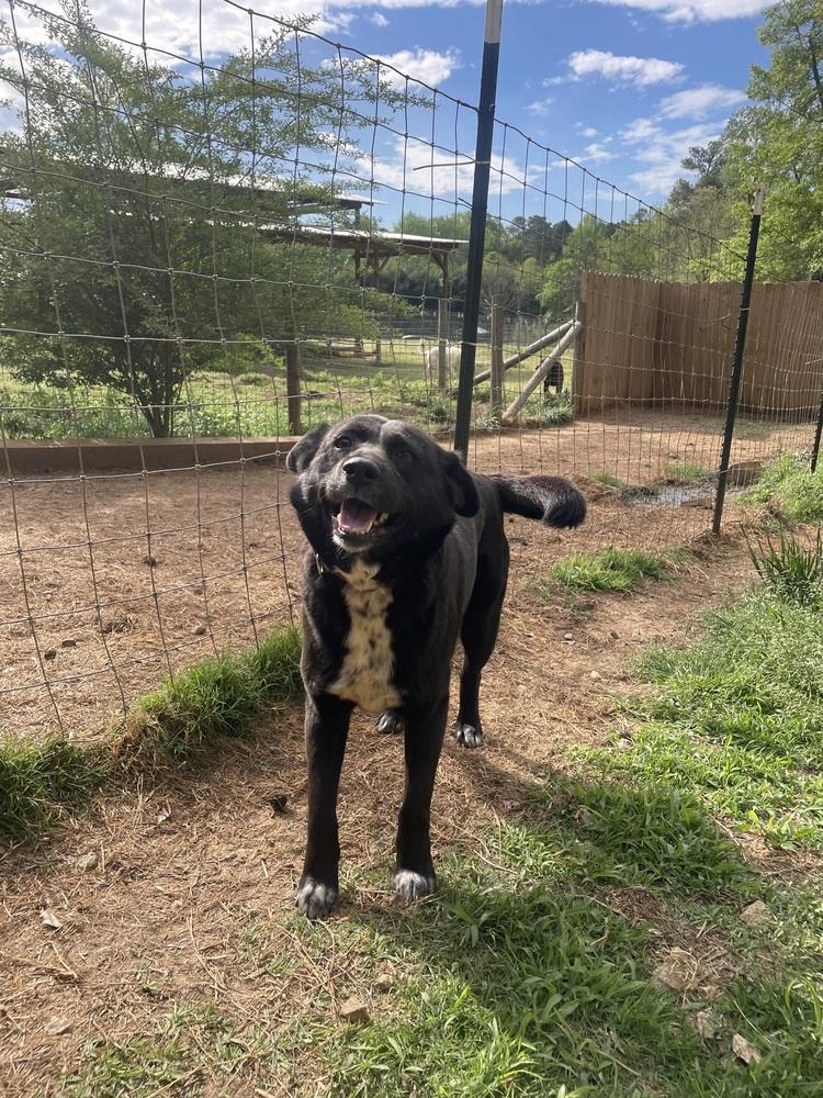 Enlarge Juno, a Adoptable mixed breed in Newnan, GA image 6/6