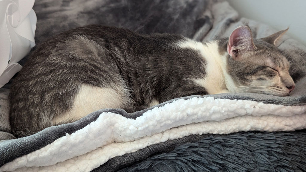 Pending! Pippin, a Adoptable Domestic Short Hair in Bowie, MD image 3/4