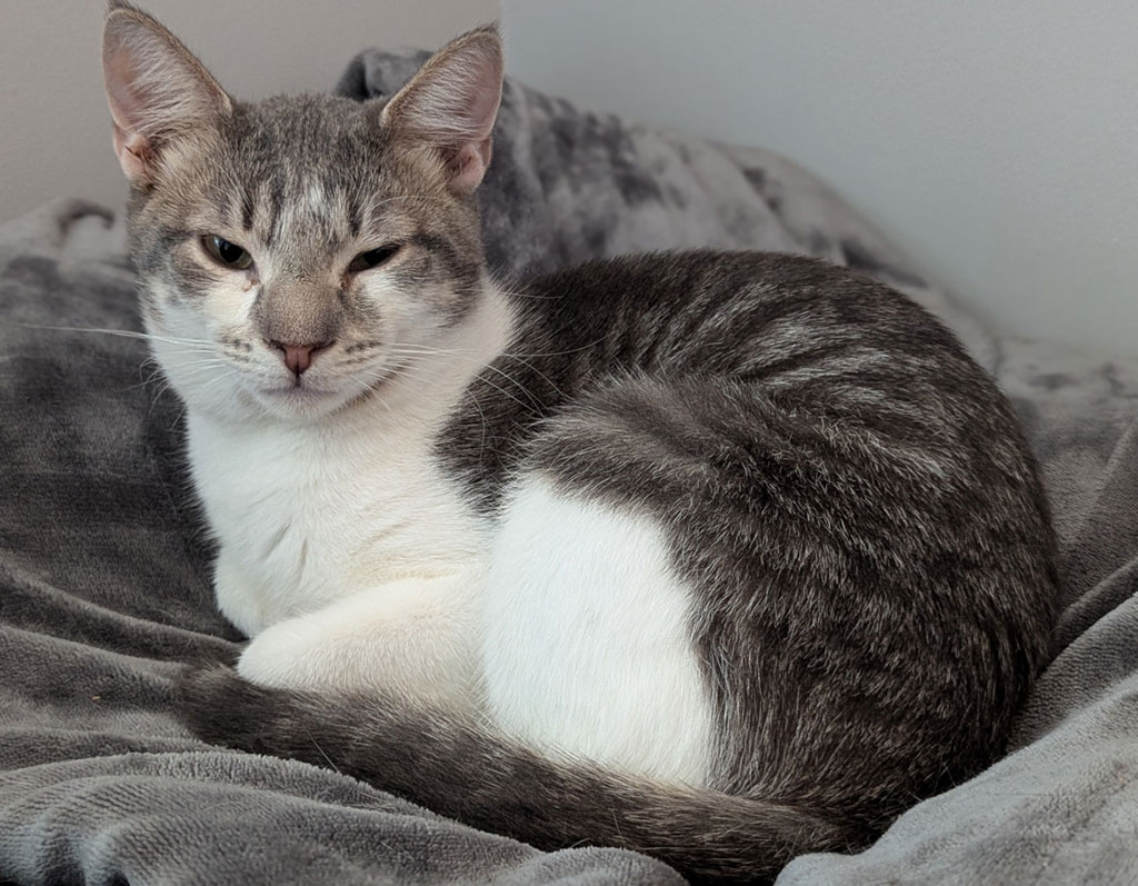 Pippin, Baby Male Domestic Short Hair