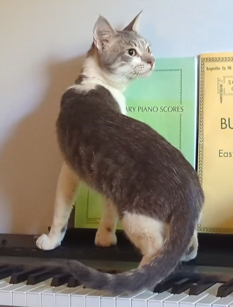 Pending! Pippin, a Adoptable Domestic Short Hair in Bowie, MD image 2/4