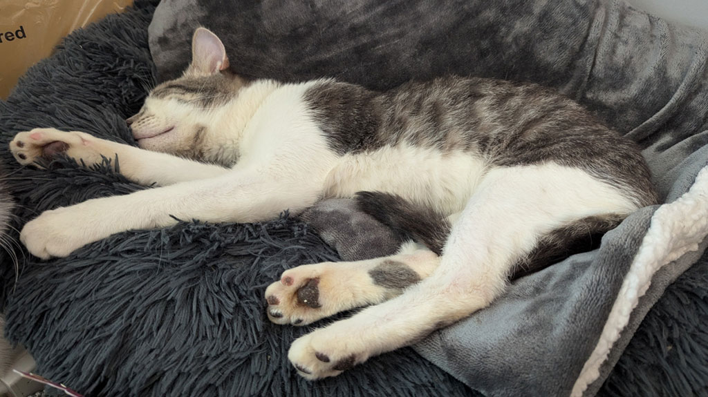 Pippin photo 4