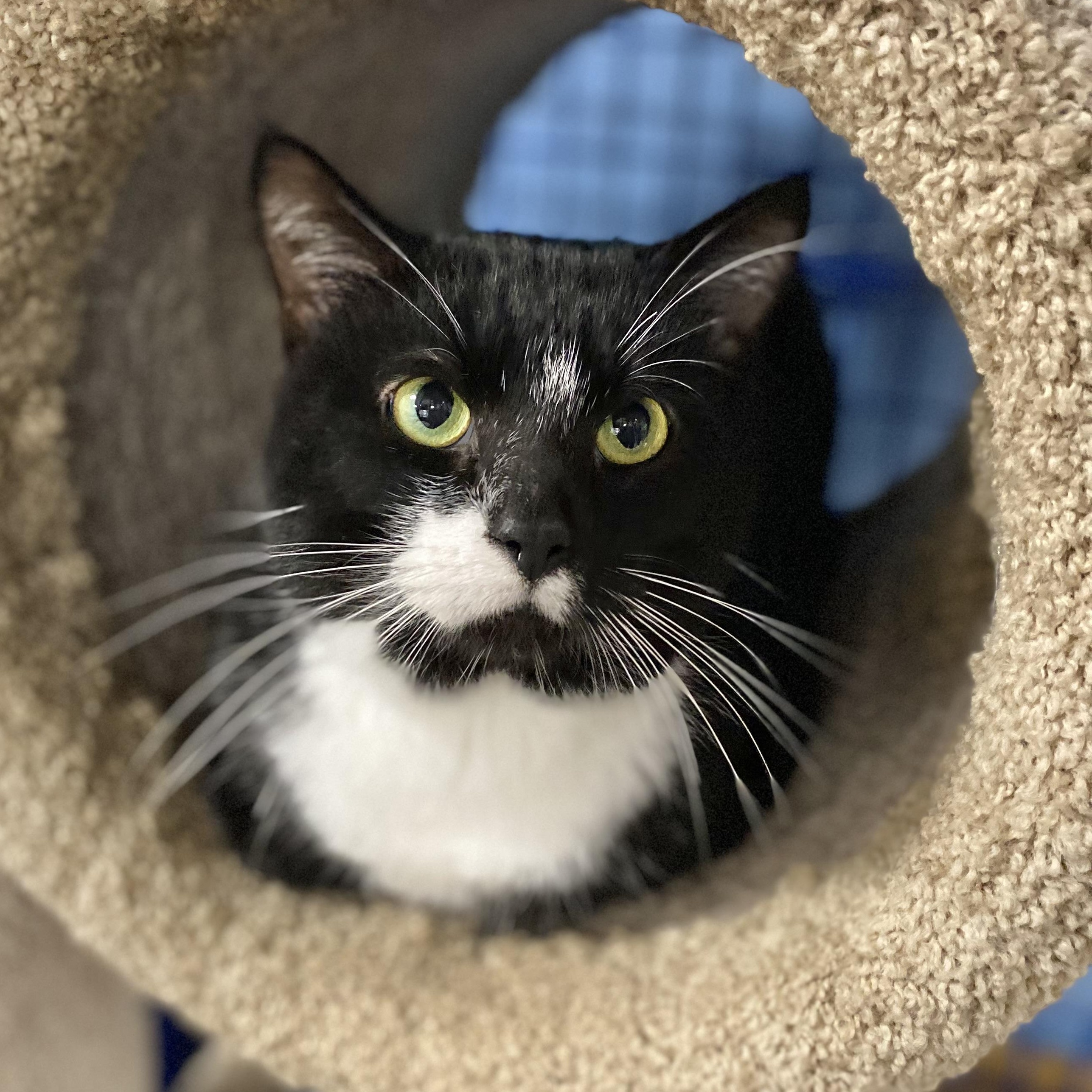 Johnny, Adoptable, Young Male Domestic Short Hair.