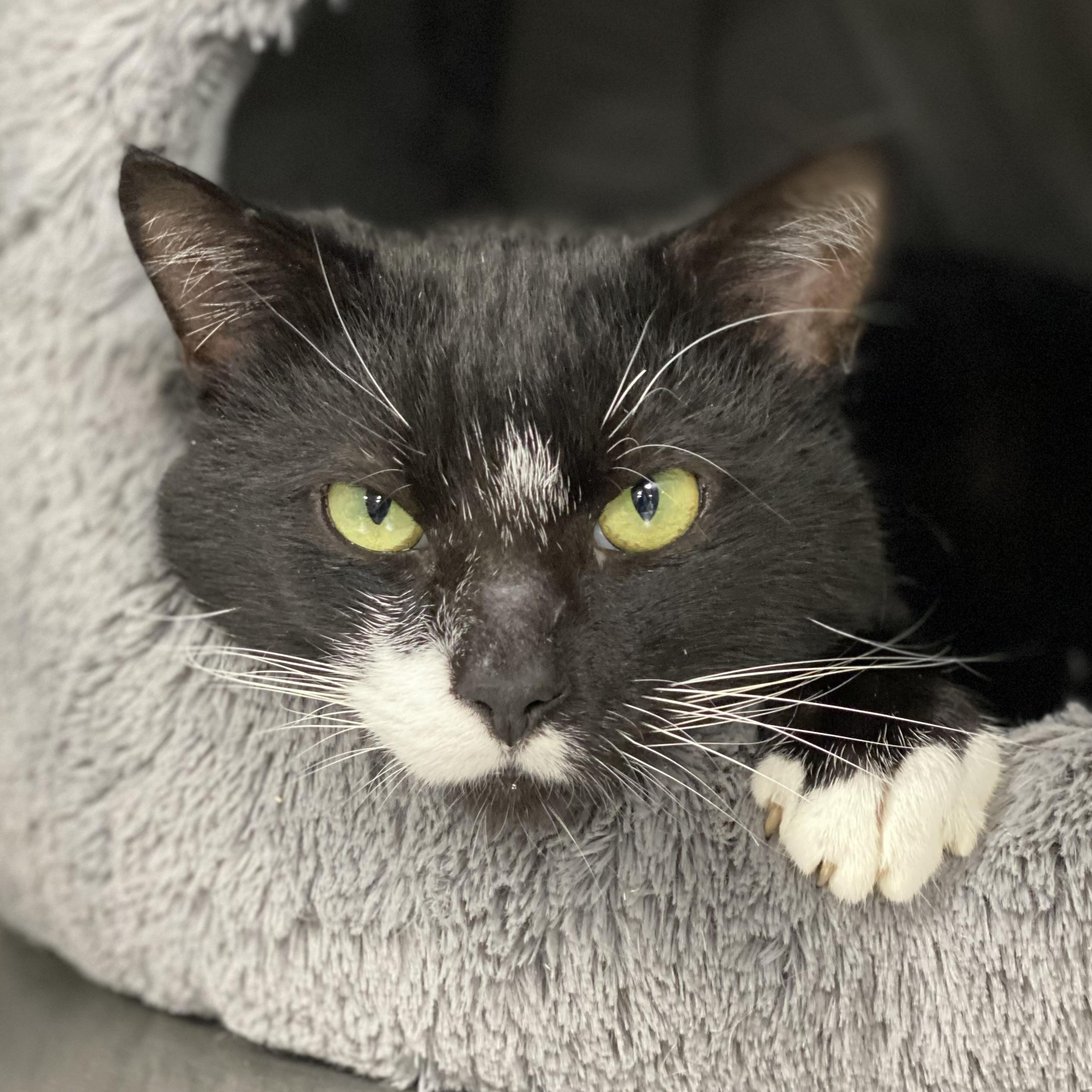 Enlarge Johnny, a Adoptable Domestic Short Hair in Collierville, TN image 3/6