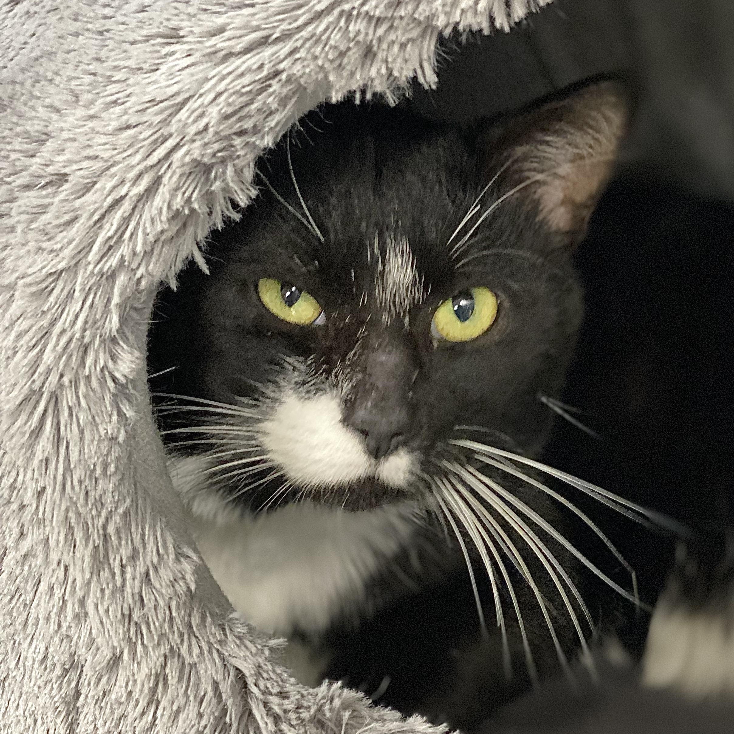 Enlarge Johnny, a Adoptable Domestic Short Hair in Collierville, TN image 2/6