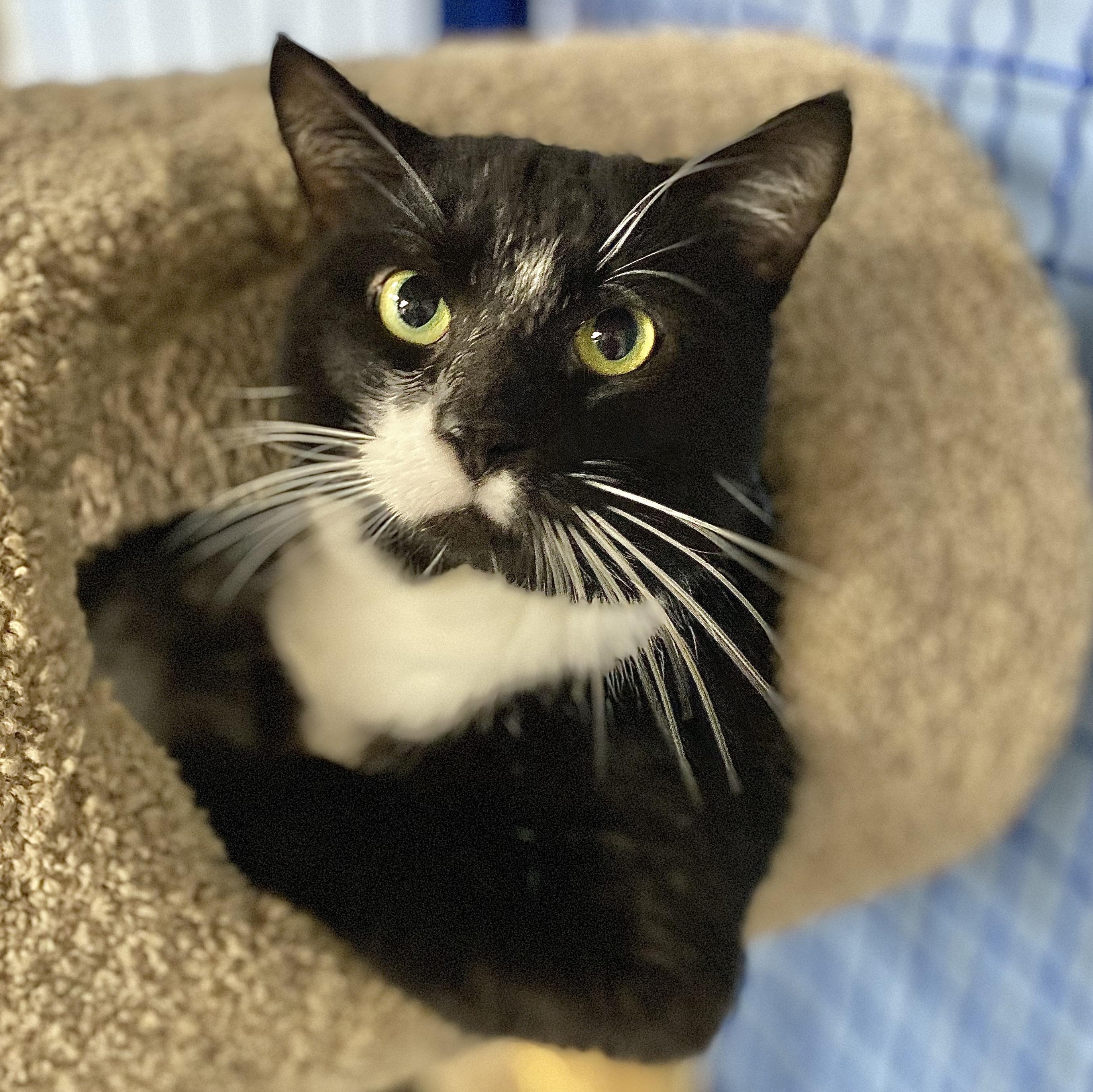 Enlarge Johnny, a Adoptable Domestic Short Hair in Collierville, TN image 4/6