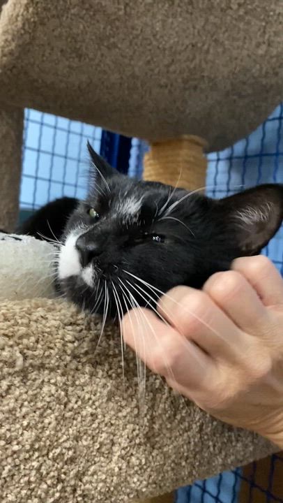 Enlarge Johnny, a Adoptable Domestic Short Hair in Collierville, TN video 5/6