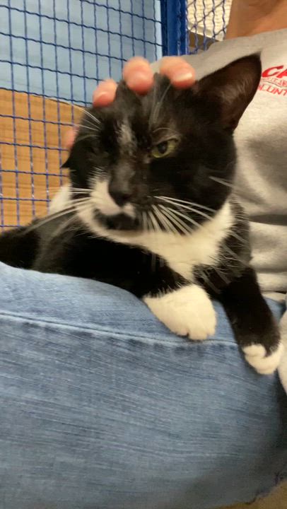 Enlarge Johnny, a Adoptable Domestic Short Hair in Collierville, TN video 6/6