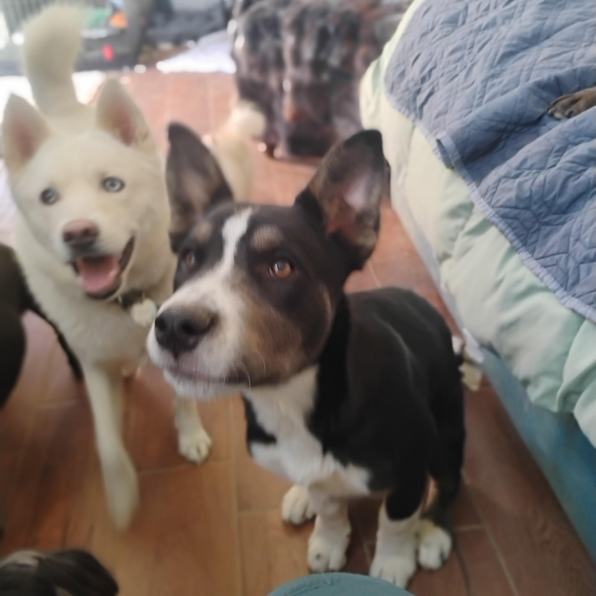 Joshua Tree, a ADOPTABLE mixed breed in Long Beach, CA image 5/5