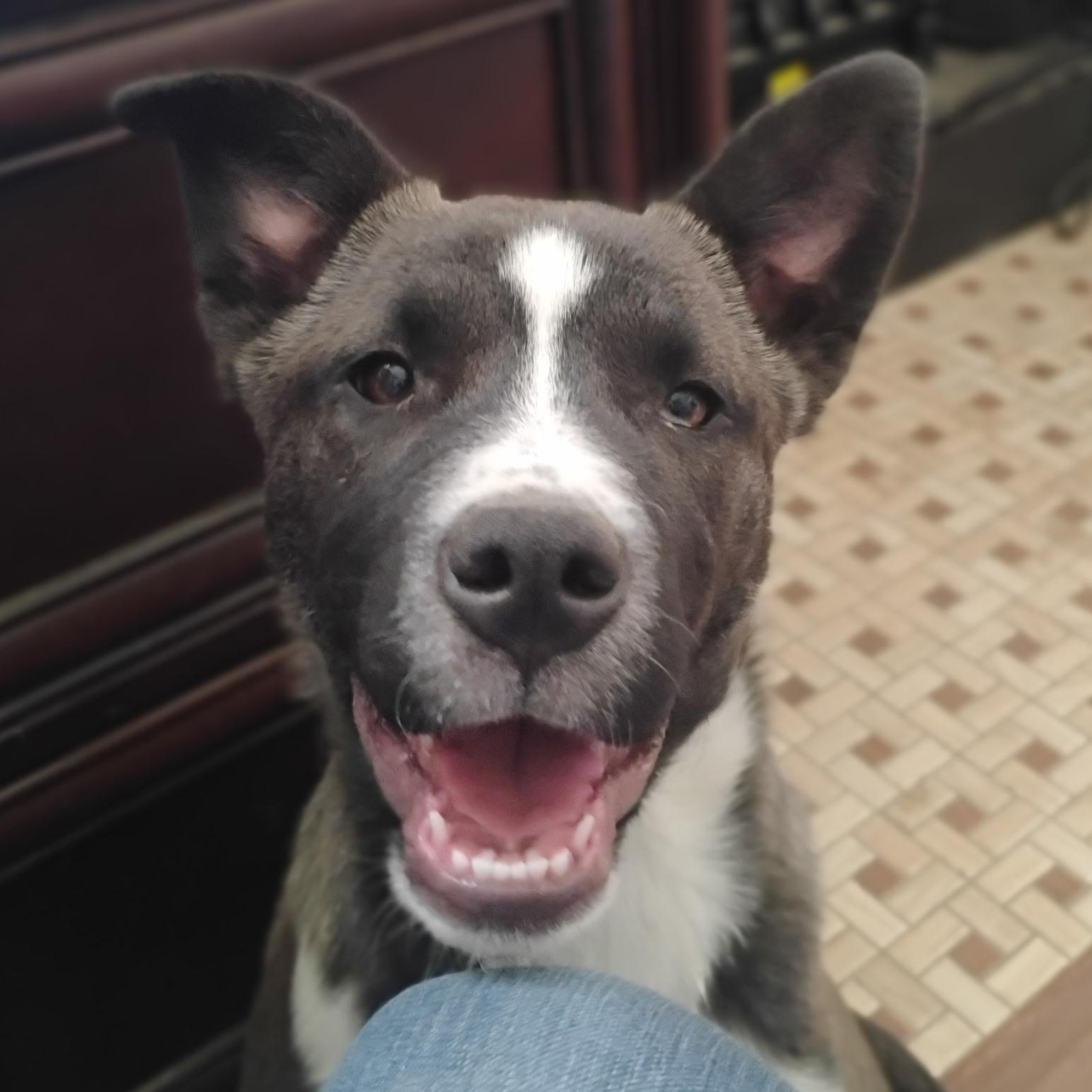 Joshua Tree, a ADOPTABLE mixed breed in Long Beach, CA image 1/5