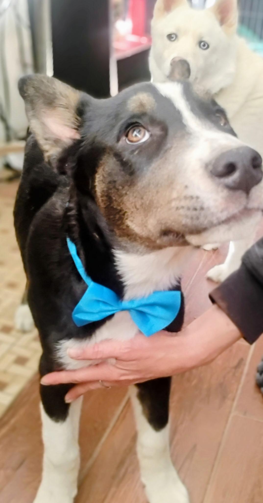 Joshua Tree, a ADOPTABLE mixed breed in Long Beach, CA image 2/5