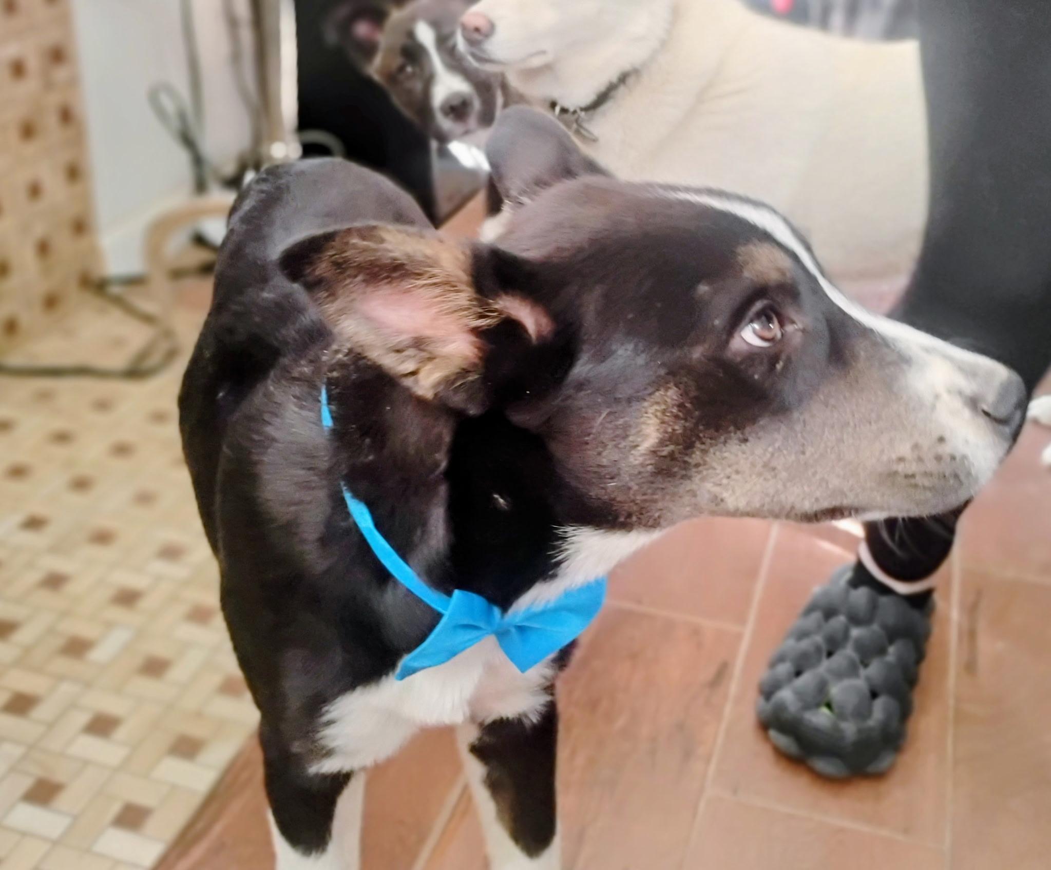 Joshua Tree, a ADOPTABLE mixed breed in Long Beach, CA image 4/5