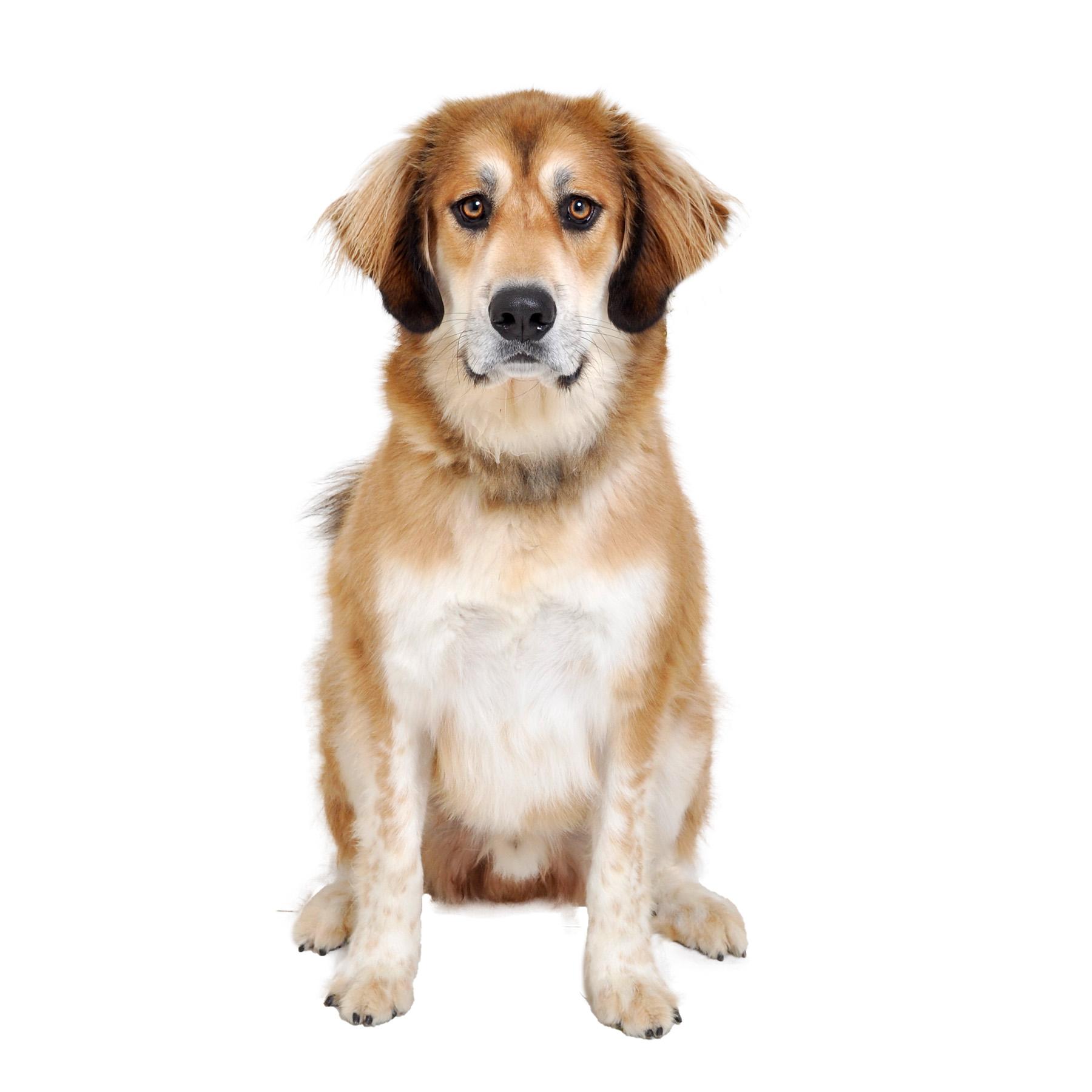 Sherlock, a Adoptable mixed breed in Burbank, CA image 1/3