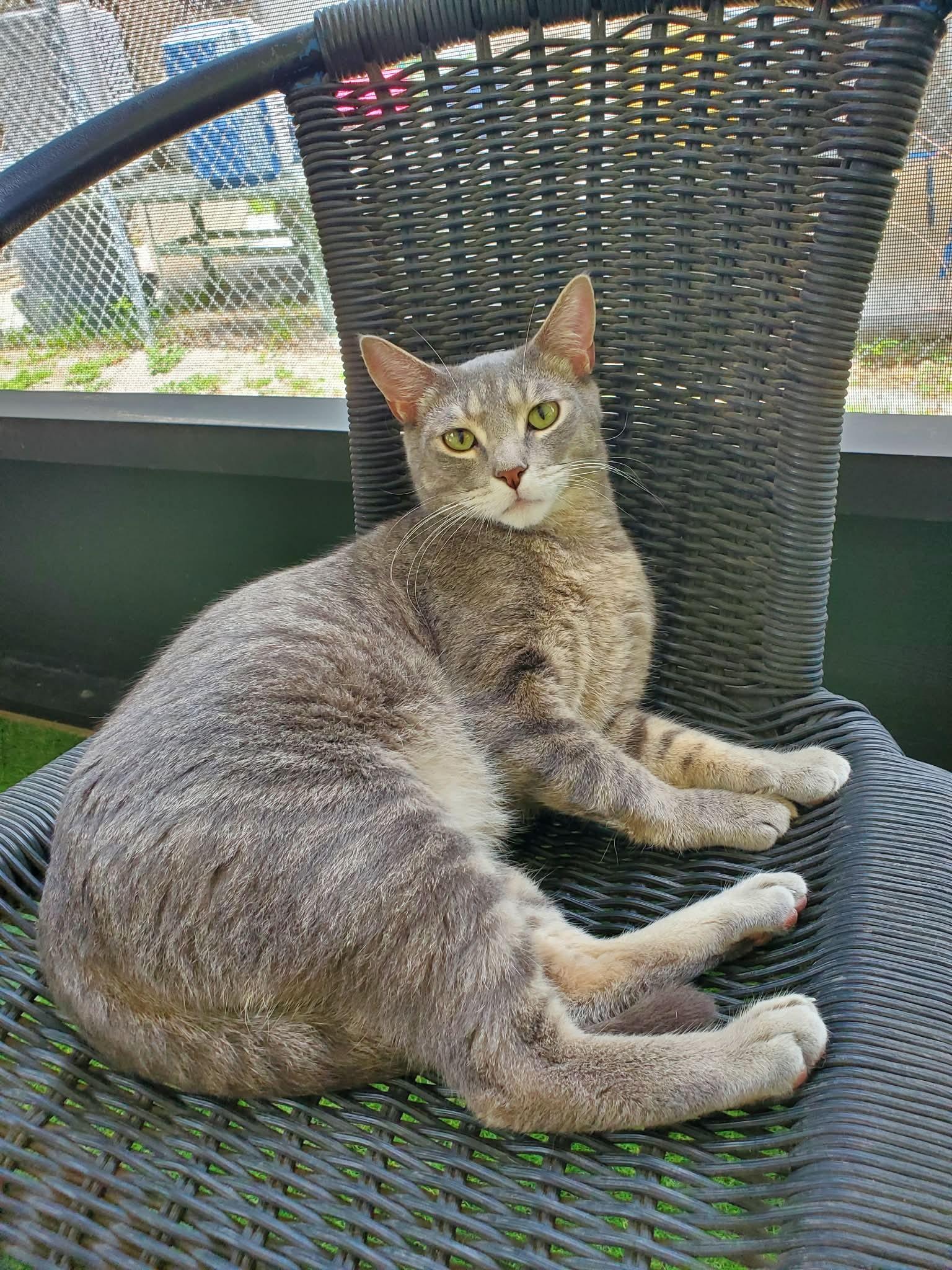 Enlarge Dusty, a ADOPTABLE Domestic Short Hair in Umatilla, FL image 4/6