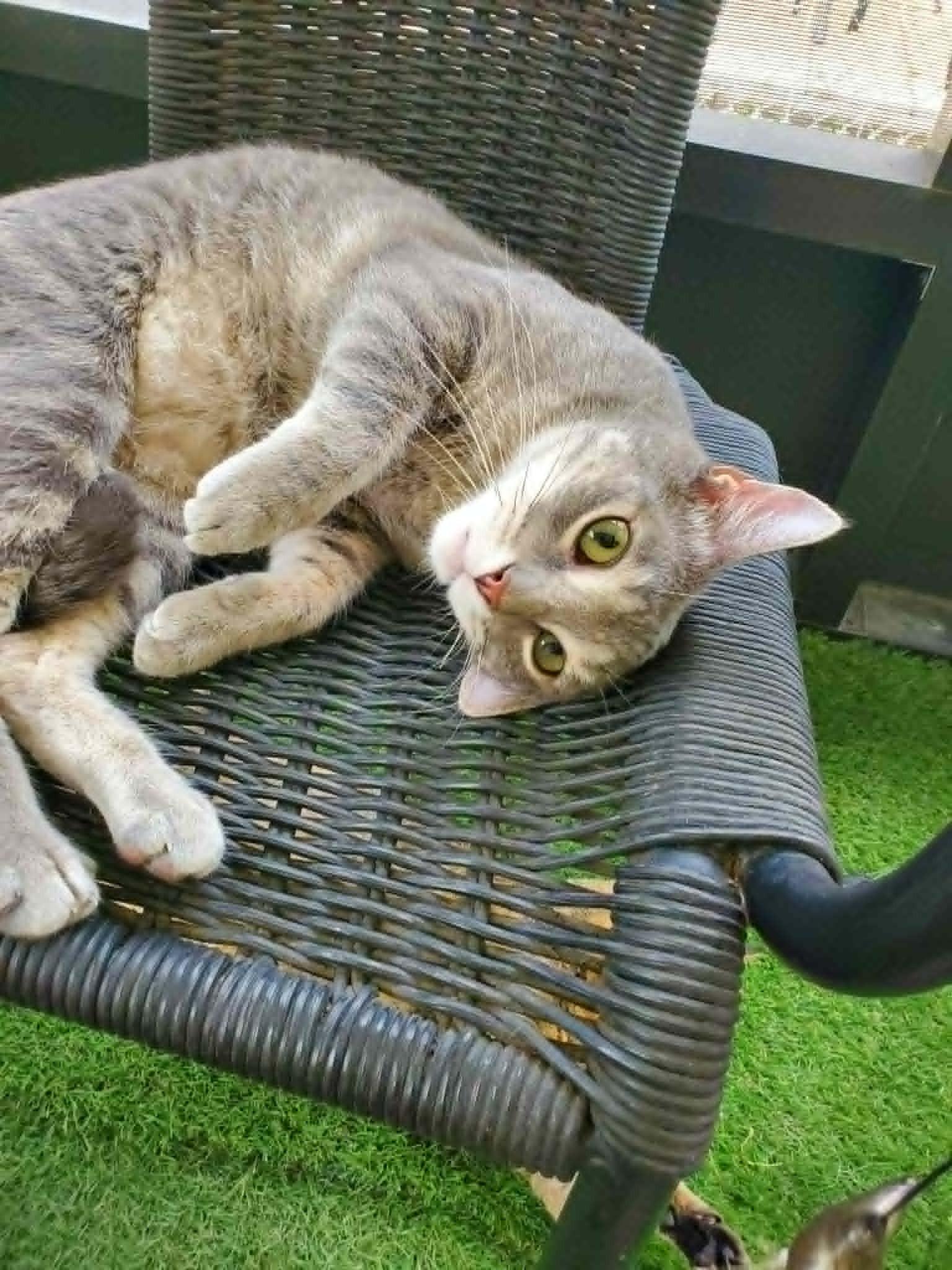 Enlarge Dusty, a ADOPTABLE Domestic Short Hair in Umatilla, FL image 2/6