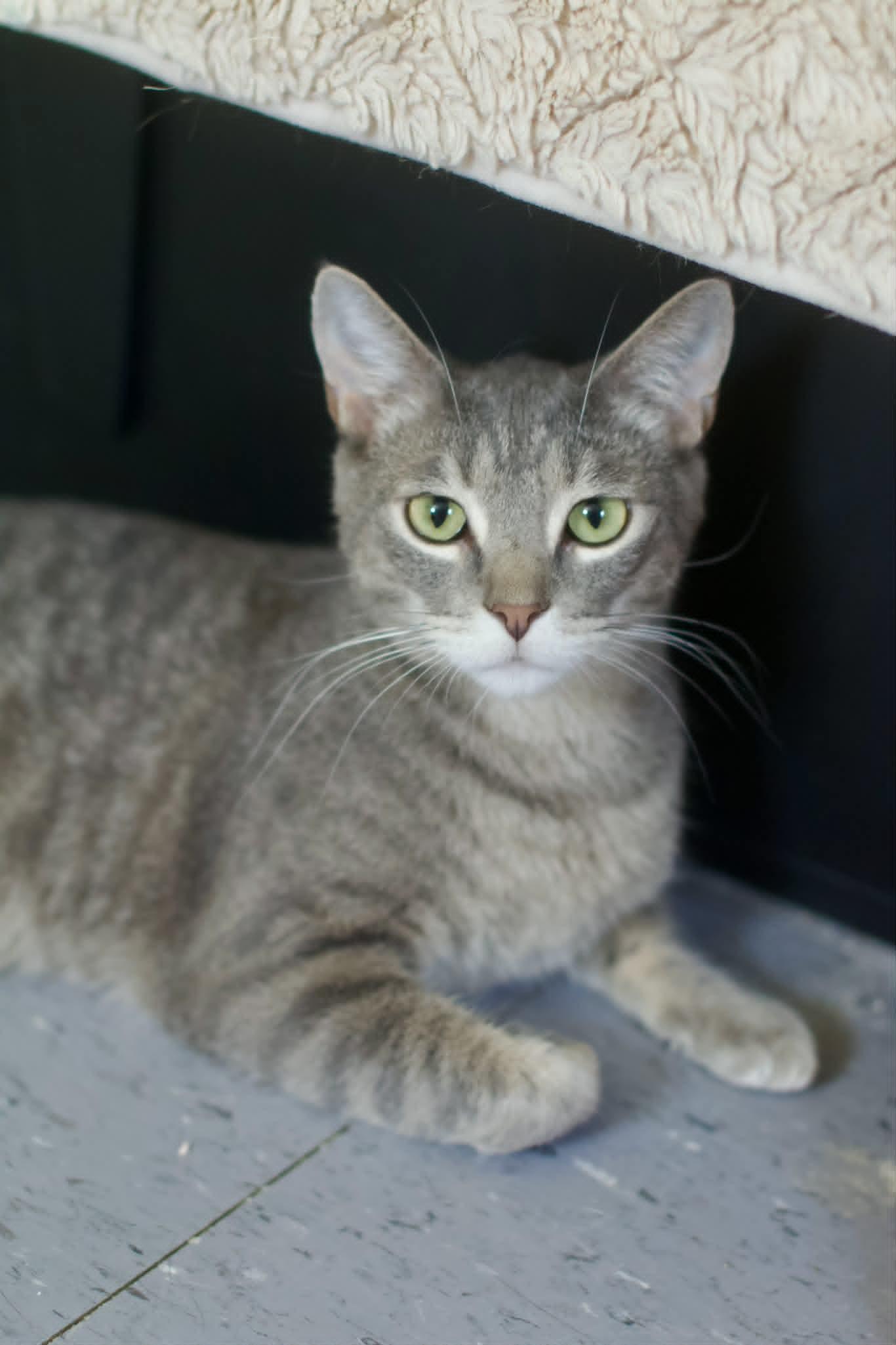 Dusty, ADOPTABLE, Adult Male Domestic Short Hair.