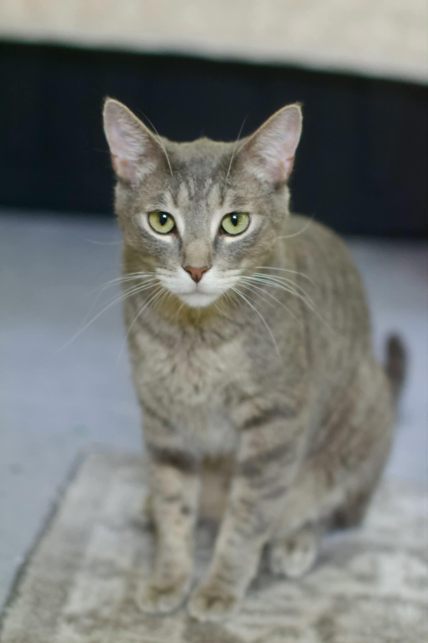 Enlarge Dusty, a ADOPTABLE Domestic Short Hair in Umatilla, FL image 6/6