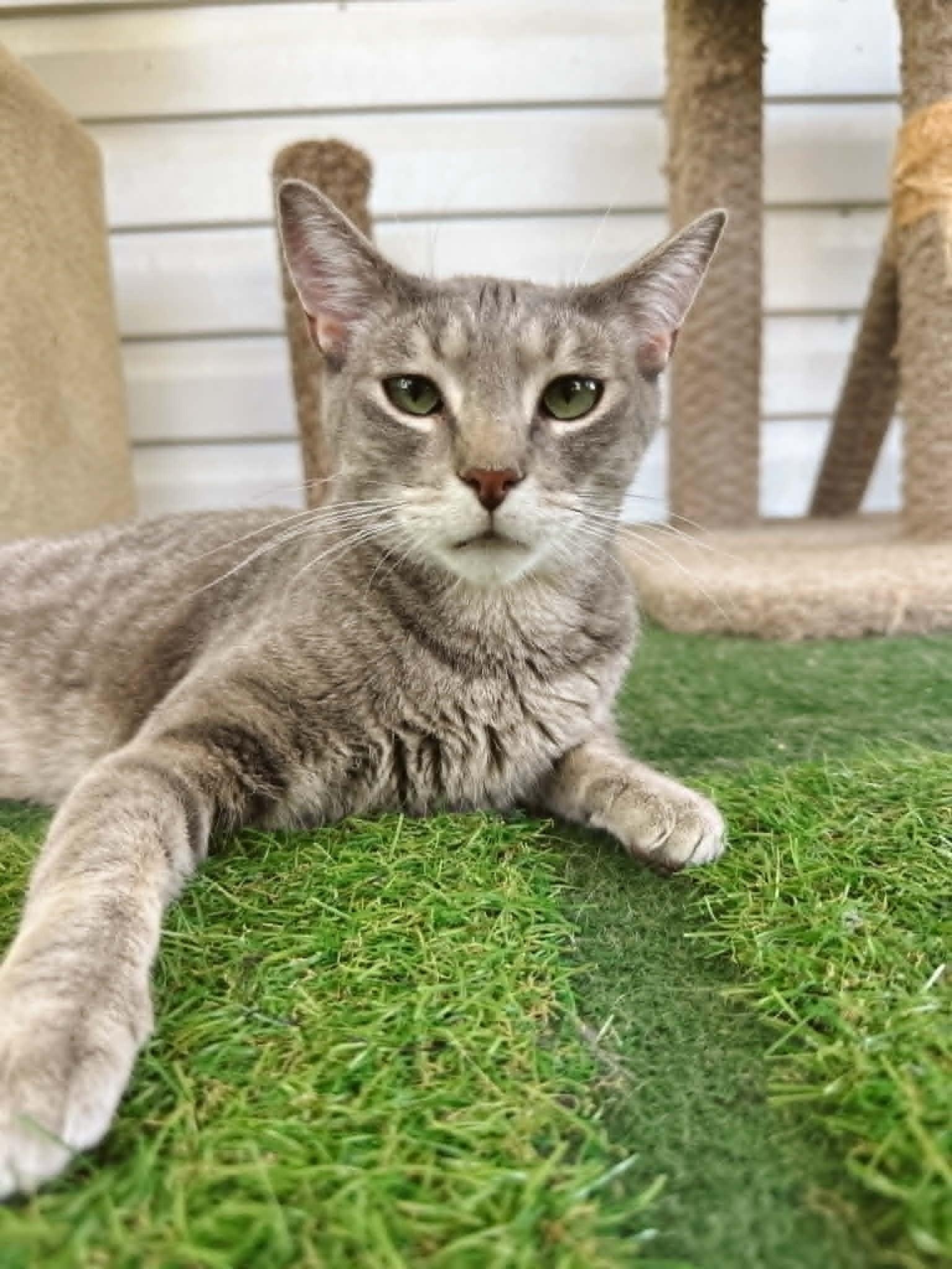 Enlarge Dusty, a ADOPTABLE Domestic Short Hair in Umatilla, FL image 5/6