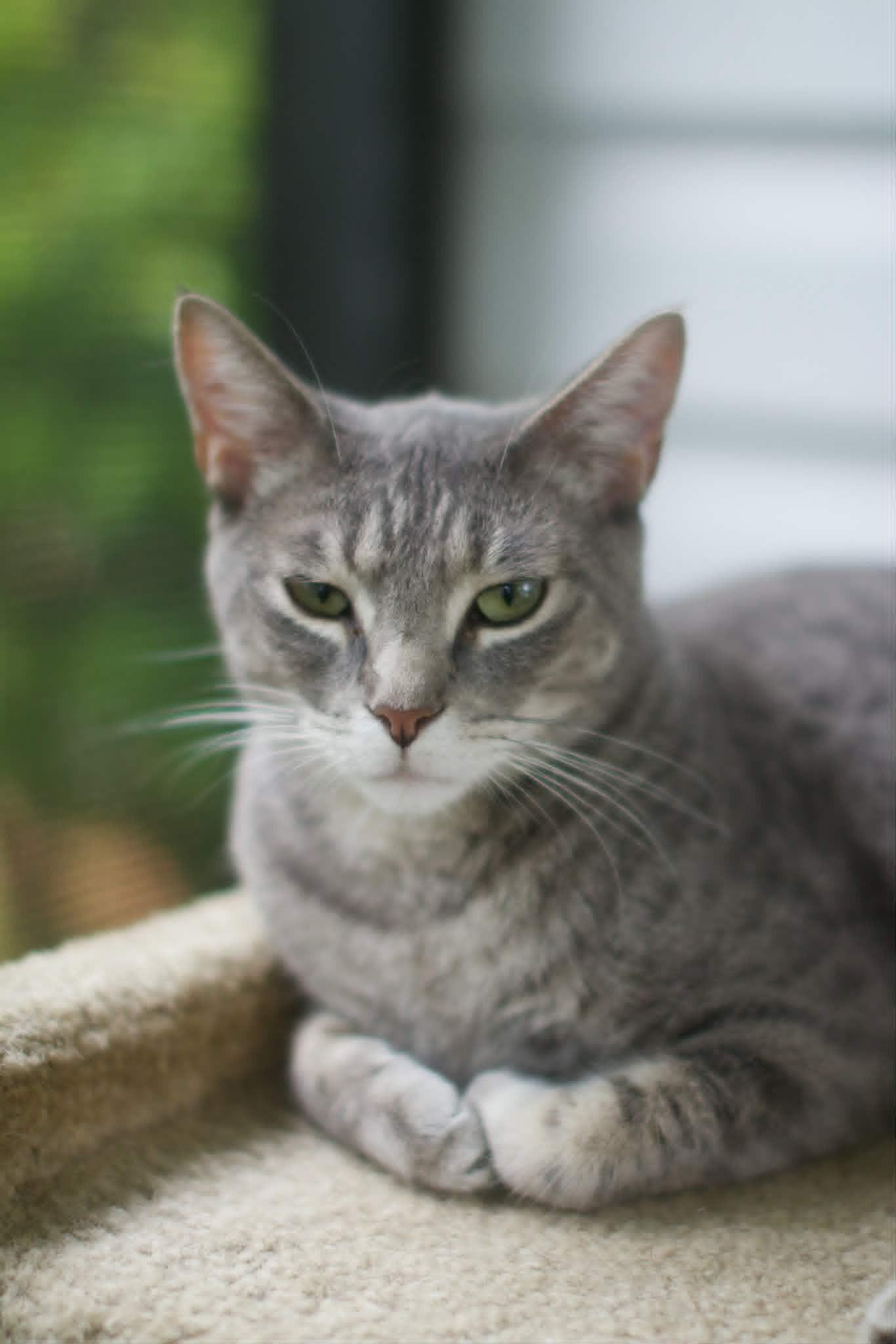 Enlarge Dusty, a ADOPTABLE Domestic Short Hair in Umatilla, FL image 3/6