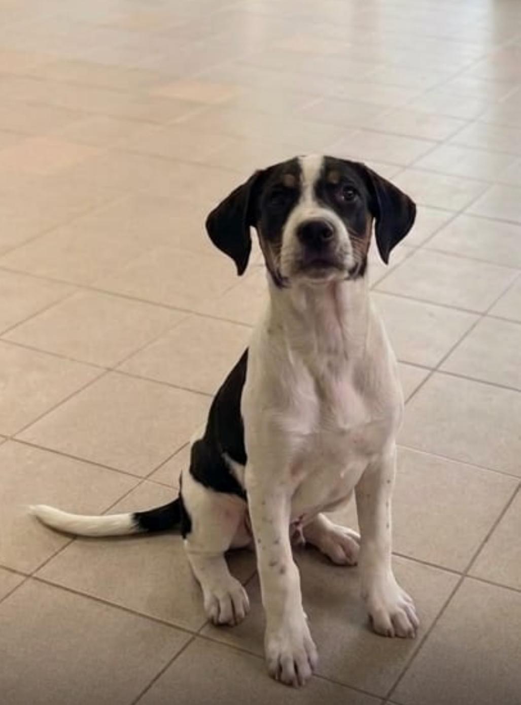 Dante , ADOPTABLE, Young Male Jack Russell Terrier & Terrier.