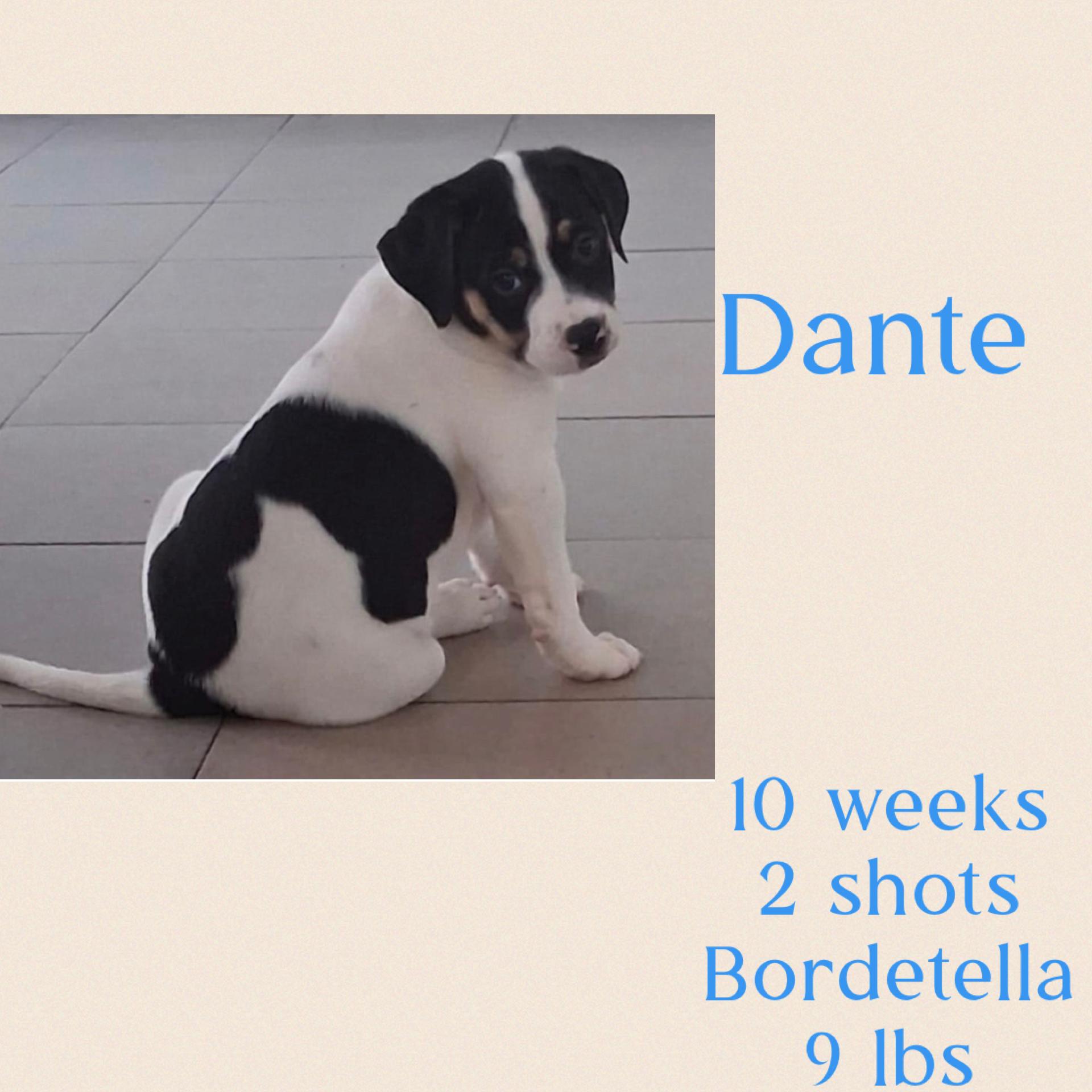 Dante , ADOPTABLE, Young Male Jack Russell Terrier & Terrier.