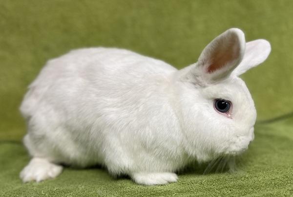 Lucky, Adoptable, Adult Male Mini Rex.